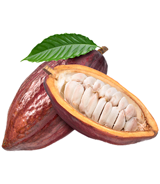Chocovia Timeline